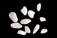 Os ambulatoire d'astéroides s